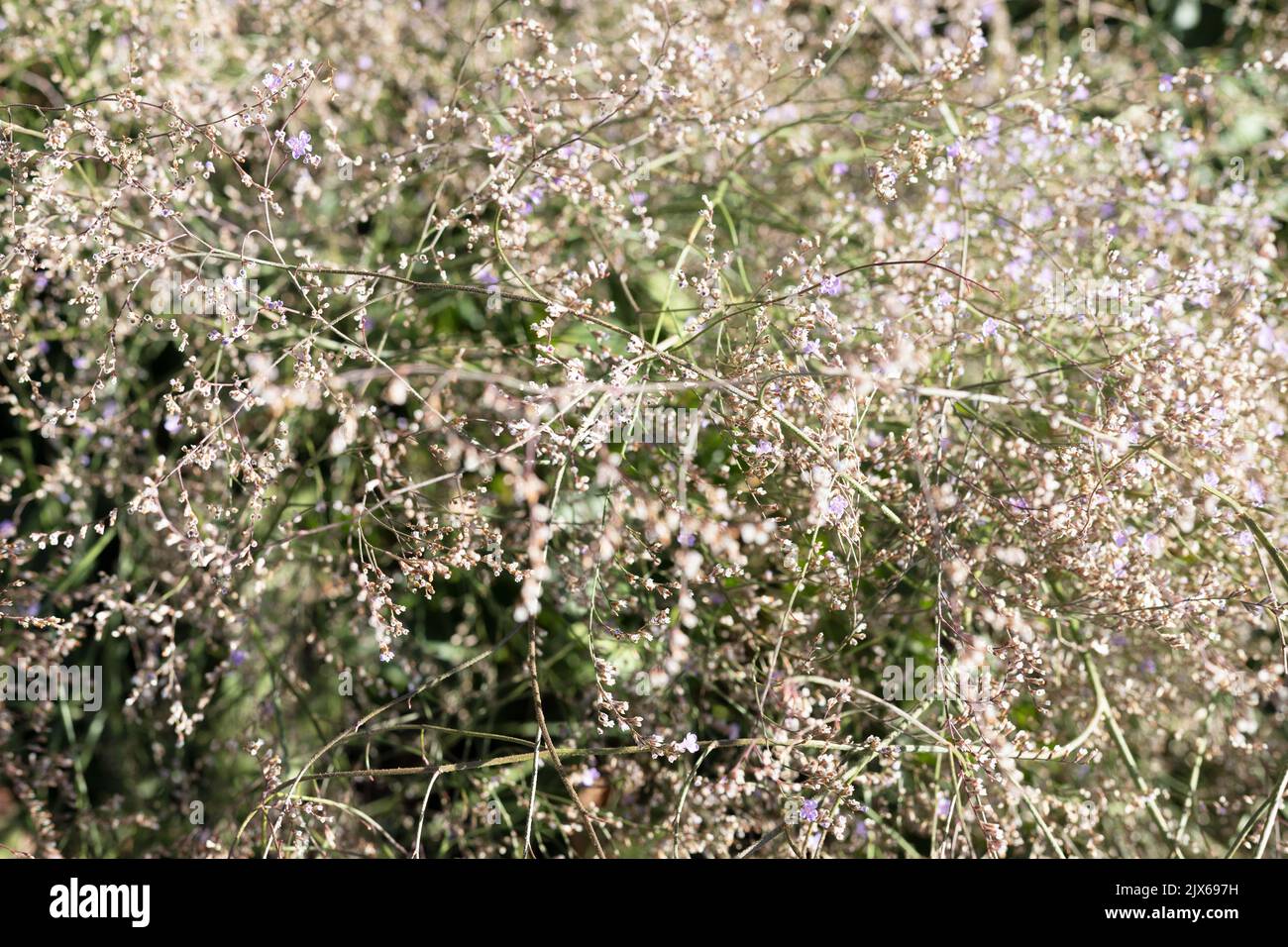 Limonium latifolium - sea lavender. Stock Photo