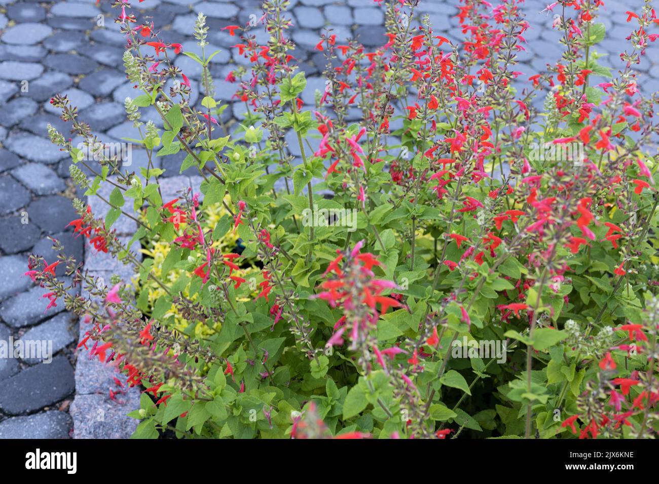 Salvia coccinea 'Lady in Red' scarlet sage flowers. Stock Photo