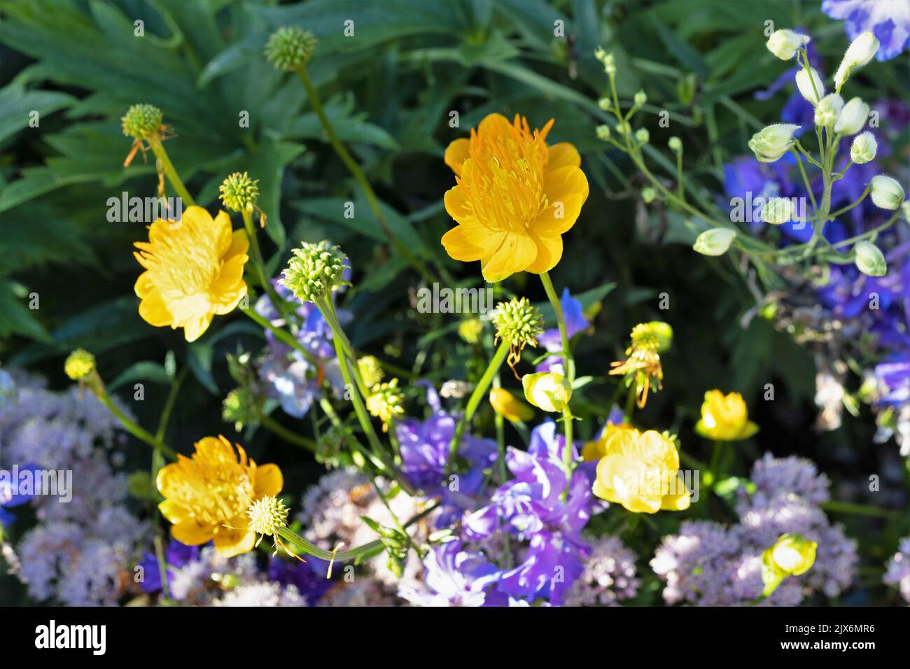 Trollius chinensis 'Golden Queen' globeflower Stock Photo Alamy