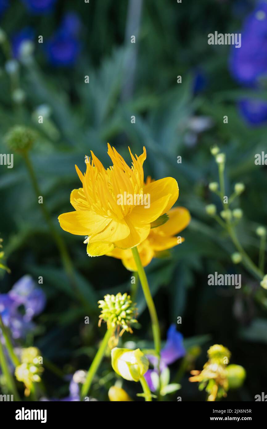Trollius chinensis 'Golden Queen' globeflower Stock Photo Alamy
