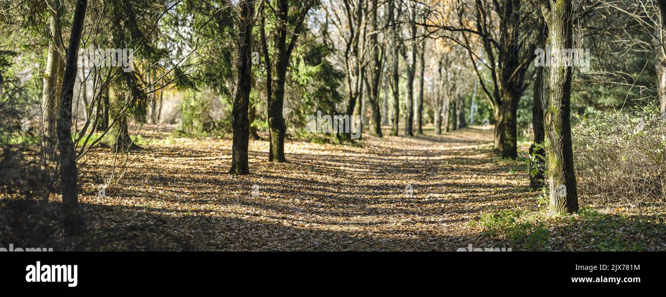 sunny autumn forest. footpath covered with fallen dry orange foliage. panoramic scenery. Stock Photo