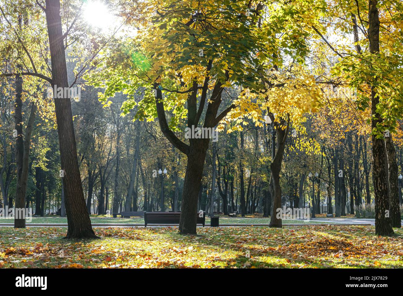 pathway in the bright autumn park with colorful deciduous trees Stock Photo