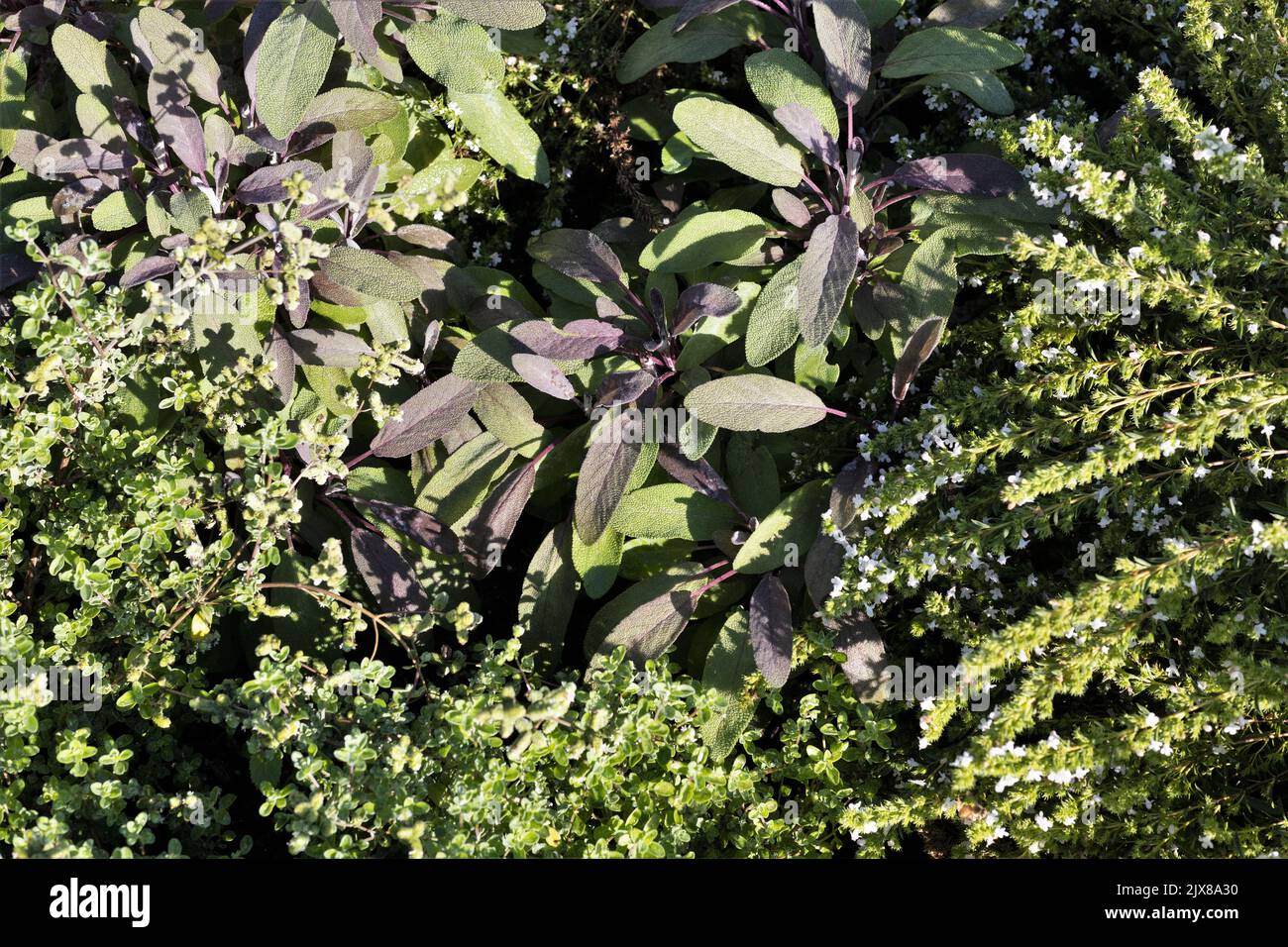Greek oregano, purple sage, and winter savory, together in an herb garden. Stock Photo