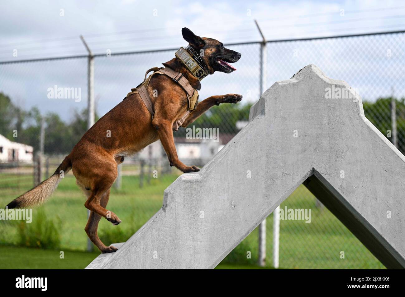 August 16, 2022 - Joint Base Langley-Eustis, Virginia, USA - U.S. Air Force Military Working Dog, Ali, assigned to the 633d Security Forces Squadron scales an obstacle on the agility course at Joint Base Langley-Eustis, Virginia, August. 16, 2022. MWD teams support bases, stateside and deployed, the USA Secret Service and local agencies ensuring the safety and security of the community through daily training in operations such as drug and explosive detection, aggressor apprehension, specialized missions and daily base patrols. (Credit Image: © U.S. Air Force/ZUMA Press Wire Service/ZUMAPRESS. Stock Photo