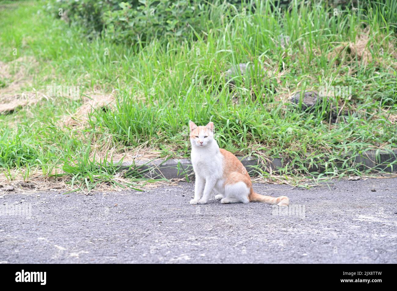 a cute cat sitting on the side of the road Stock Photo