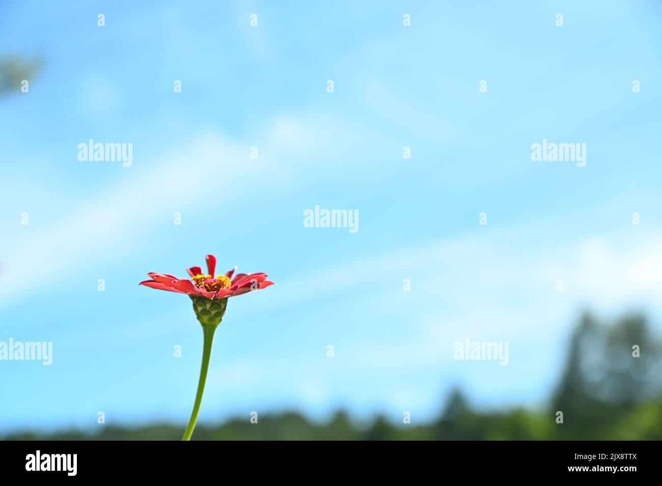 A flower is beautifully blooming under the clear sky Stock Photo