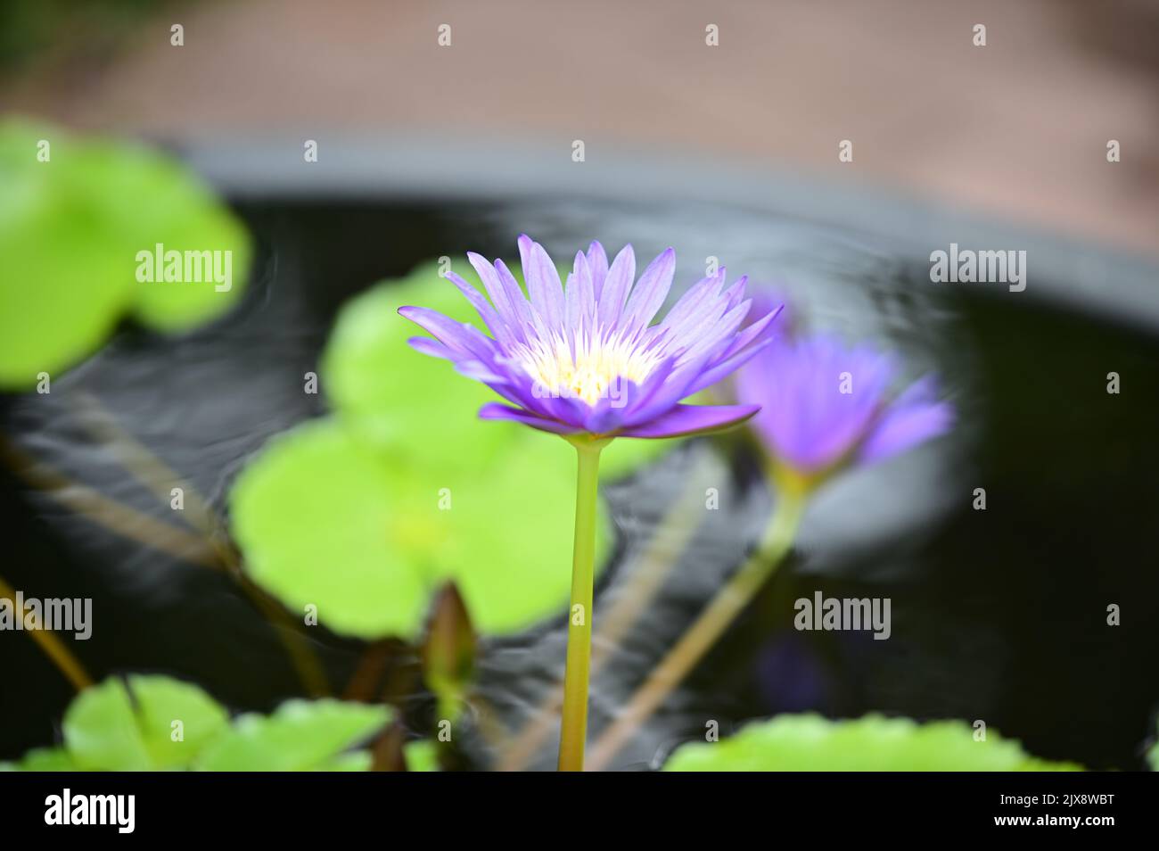 Purple water lilies bloom beautifully in the pond Stock Photo