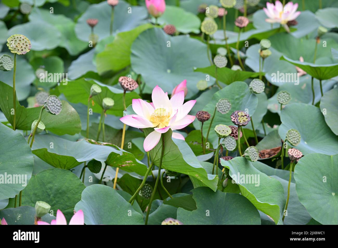 Lotus flowers are blooming in the pond Stock Photo