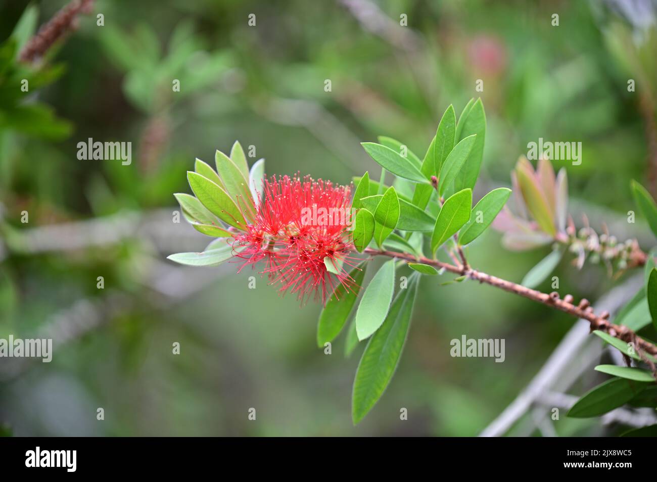 The flowers of the bottle pine tree are beautifully blooming Stock Photo
