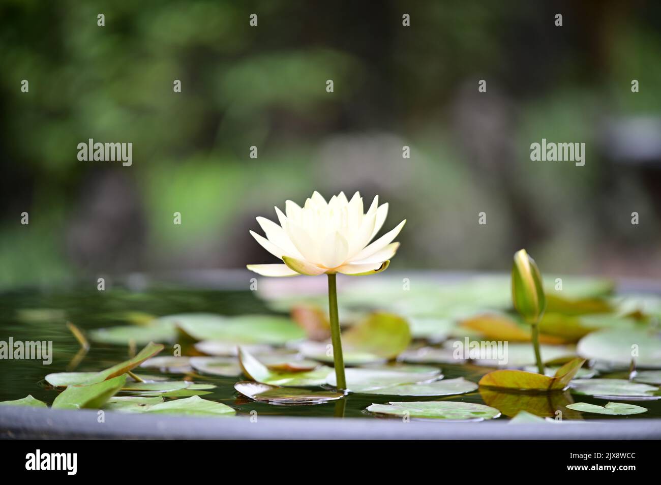 The white water lilies are beautifully blooming Stock Photo