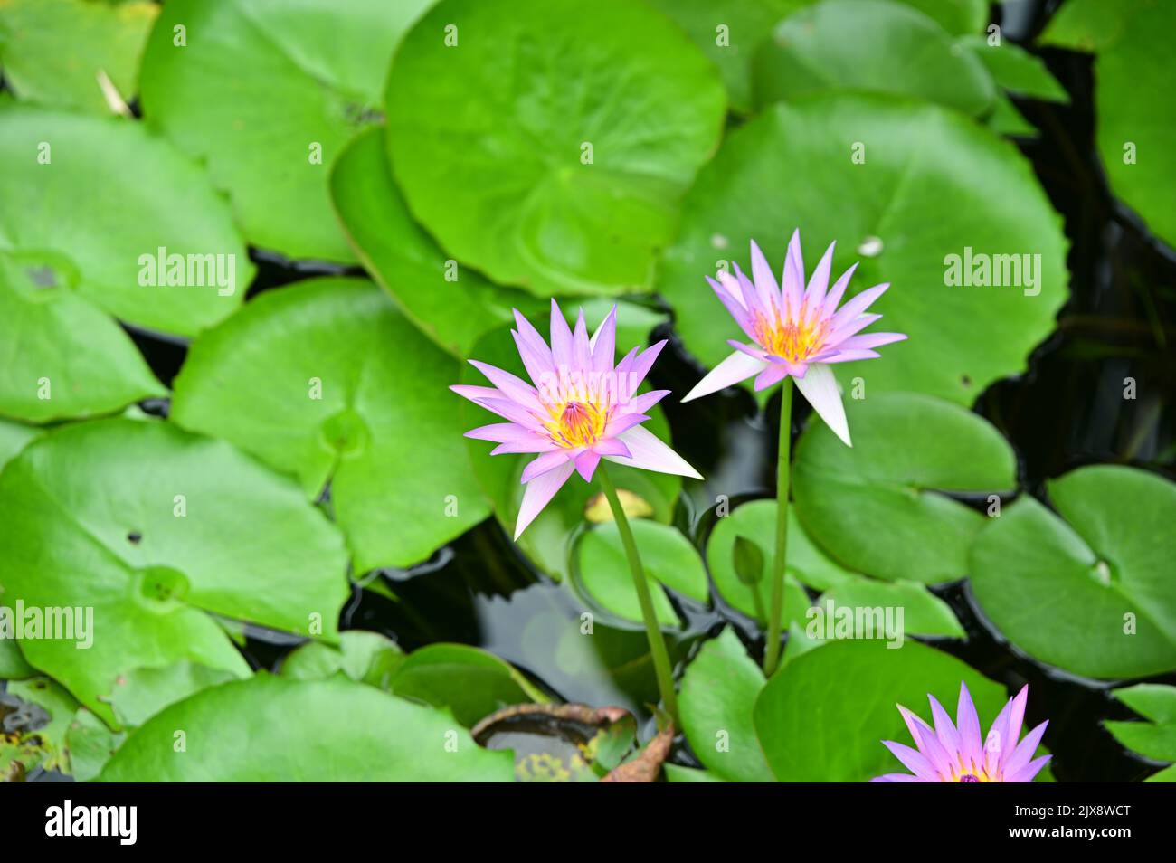 Water lilies are blooming in the pond Stock Photo
