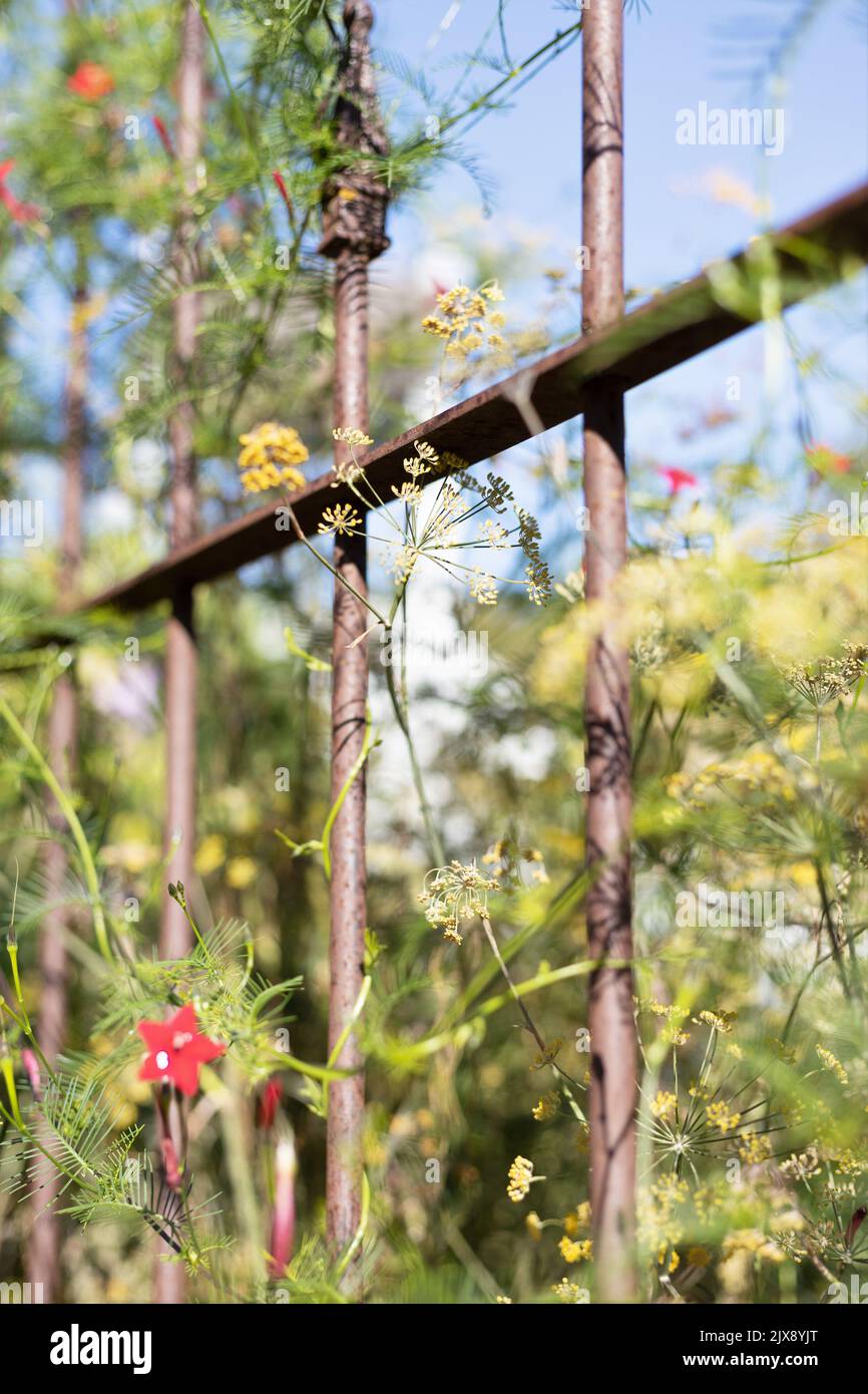 Ipomoea quamoclit - cypress vine. Stock Photo