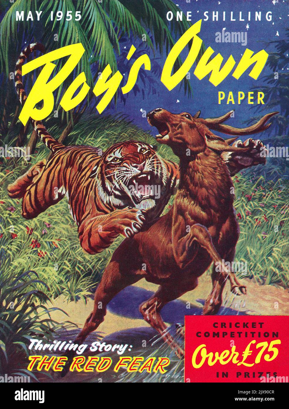 Vintage front cover of the Boy's Own Paper for May 1955, with an illustration of a tiger attacking a deer. Stock Photo