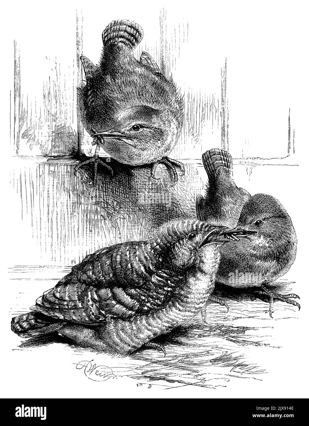 1872 vintage Victorian engraving of two wrens (Troglodytes troglodytes) feeding a young cuckoo (Cuculus canorus). Drawn by Harrison Weir. Stock Photo