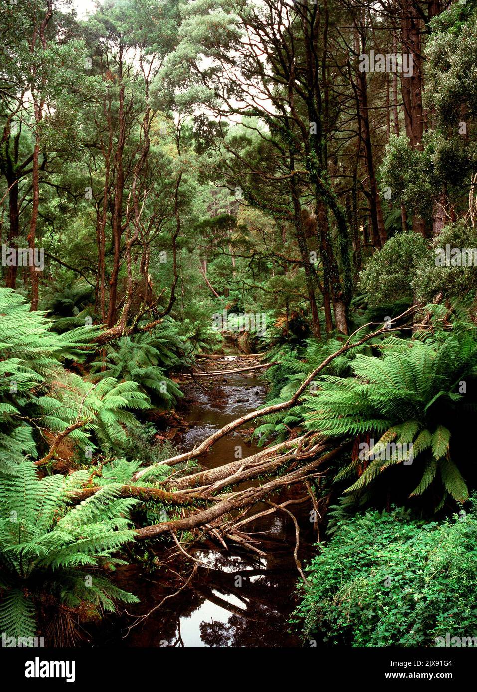 Fern Trees and Forest in the Otway National Park, Victoria, Australia Stock Photo