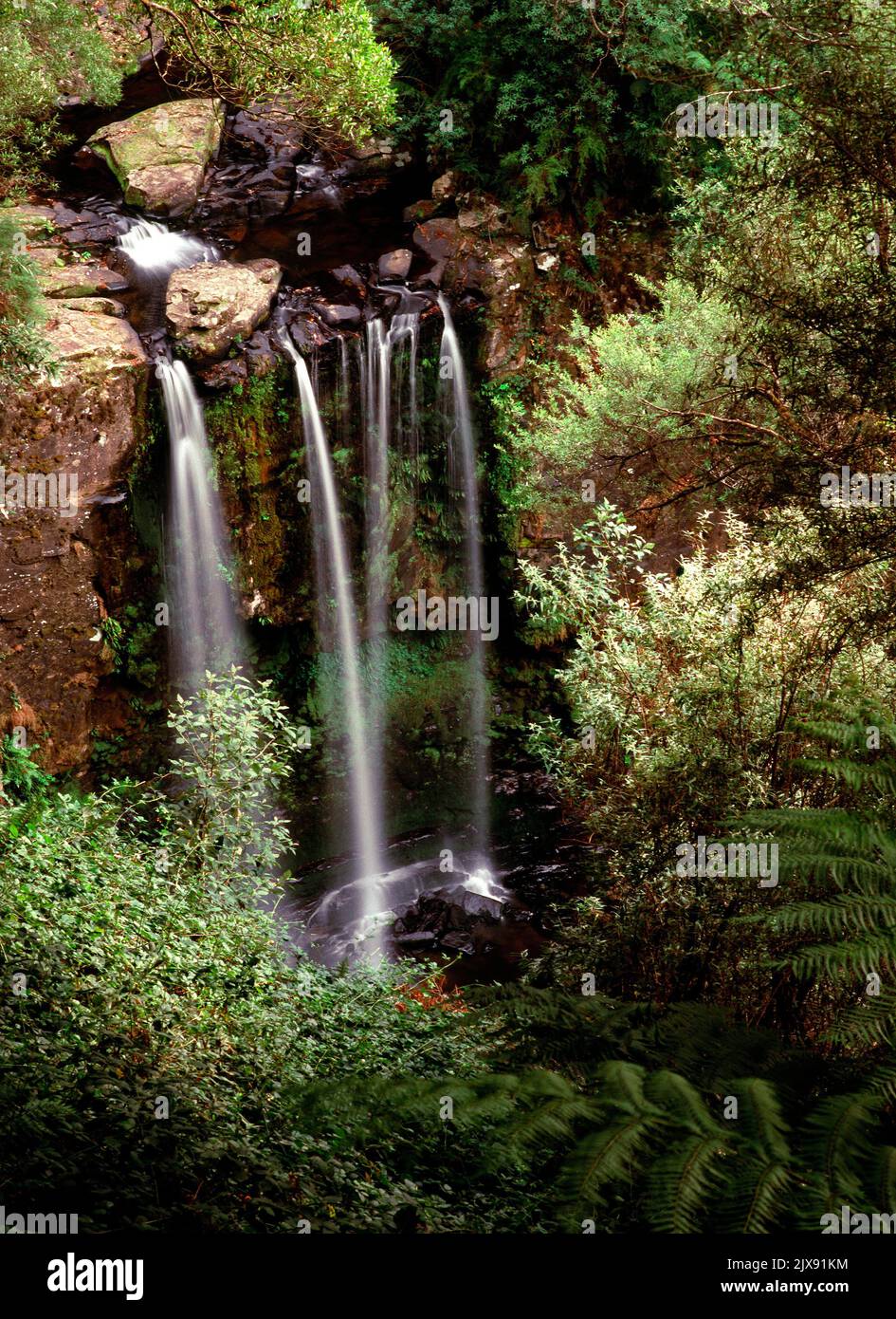 Waterfall  Forest in the Otway National Park, Victoria, Australia Stock Photo
