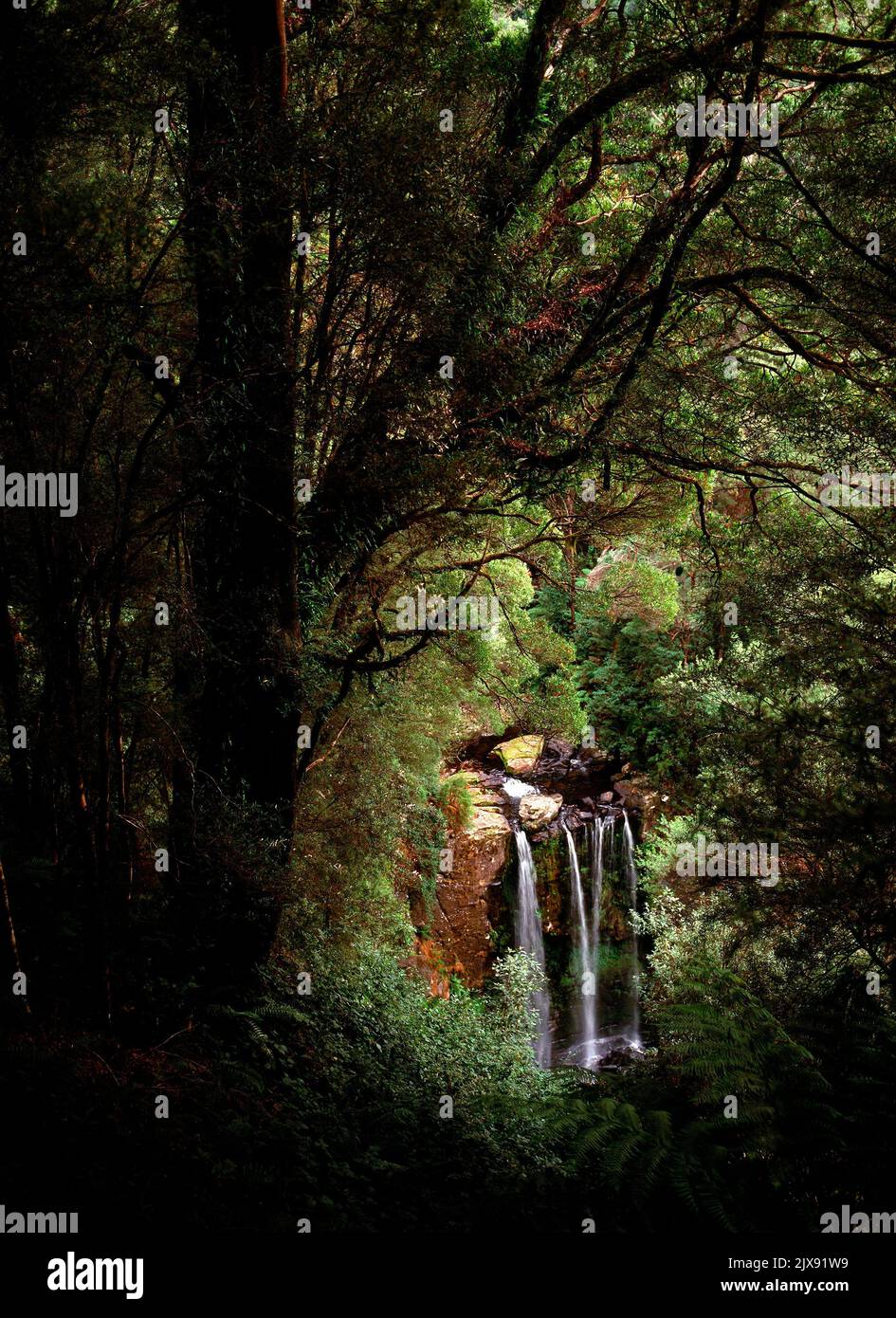 Waterfall  Forest in the Otway National Park, Victoria, Australia Stock Photo