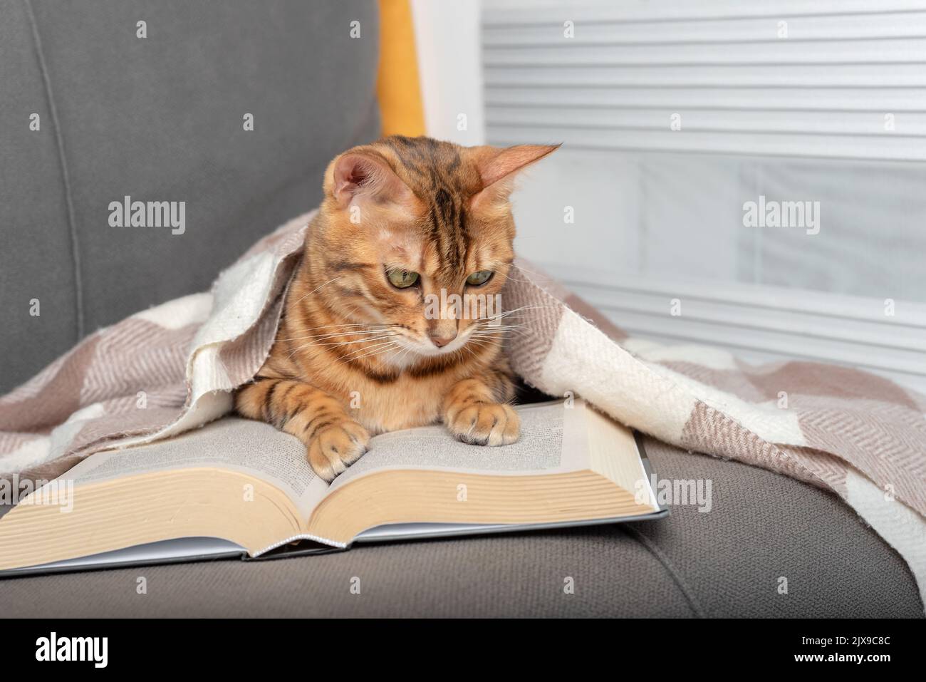 Domestic cat, covered with a blanket, reads a book Stock Photo Alamy