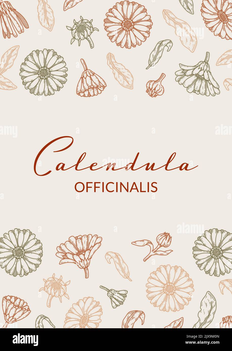 Calendula vertical packaging design with hand drawn elements. Vector ...