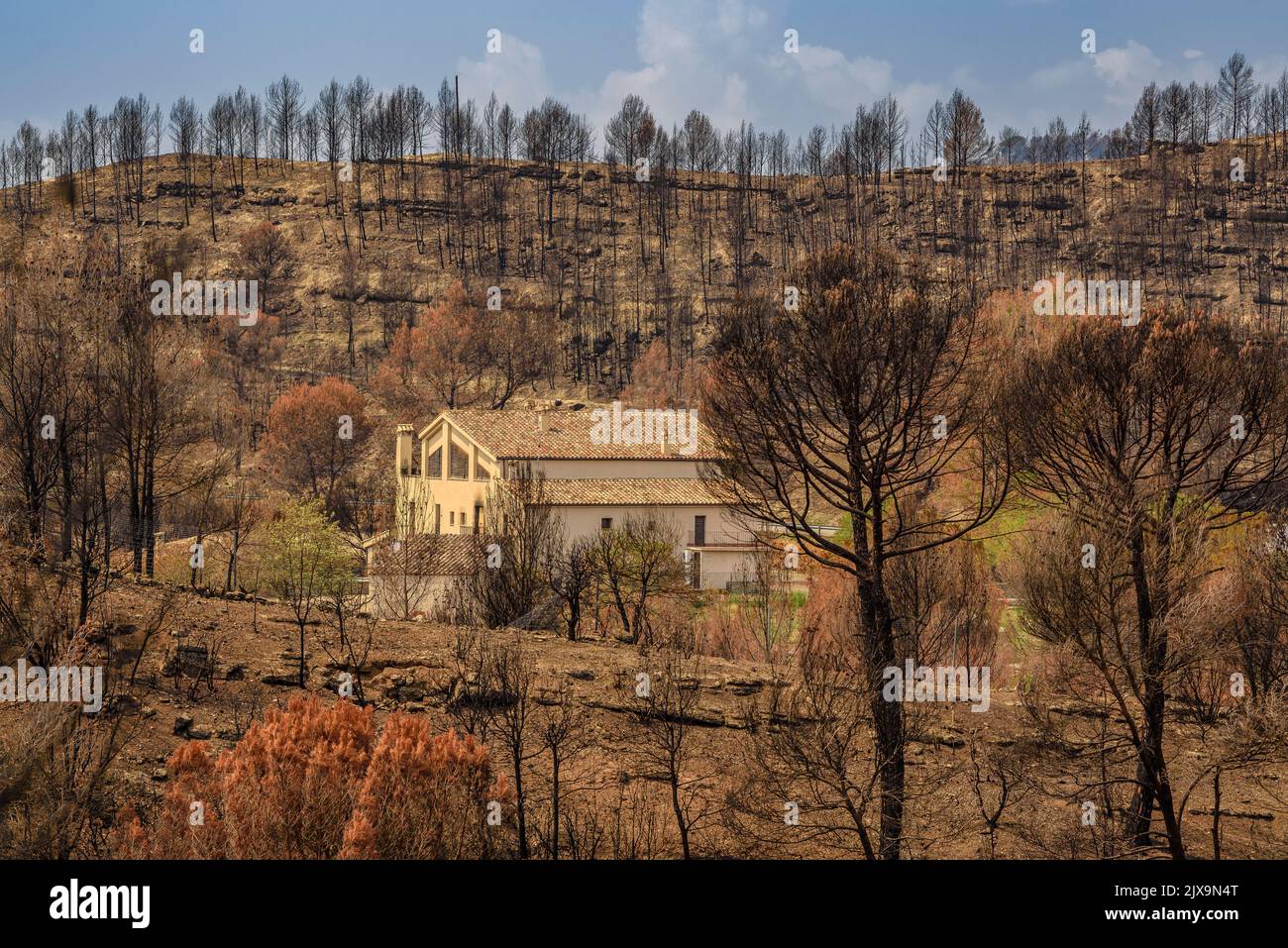 A house surrounded by forest burned after the 2022 Pont de Vilomara wildfire (Bages, Barcelona, Catalonia, Spain)  ESP: Una casa y bosque quemado Stock Photo
