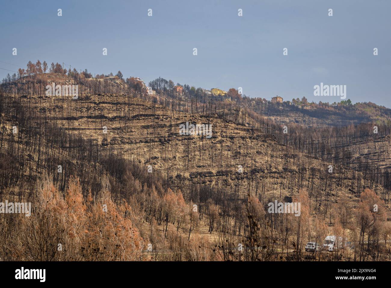 Forest burned by the 2022 Pont de Vilomara wildfire under the River Park urbanization (Bages, Barcelona, Catalonia, Spain) Stock Photo