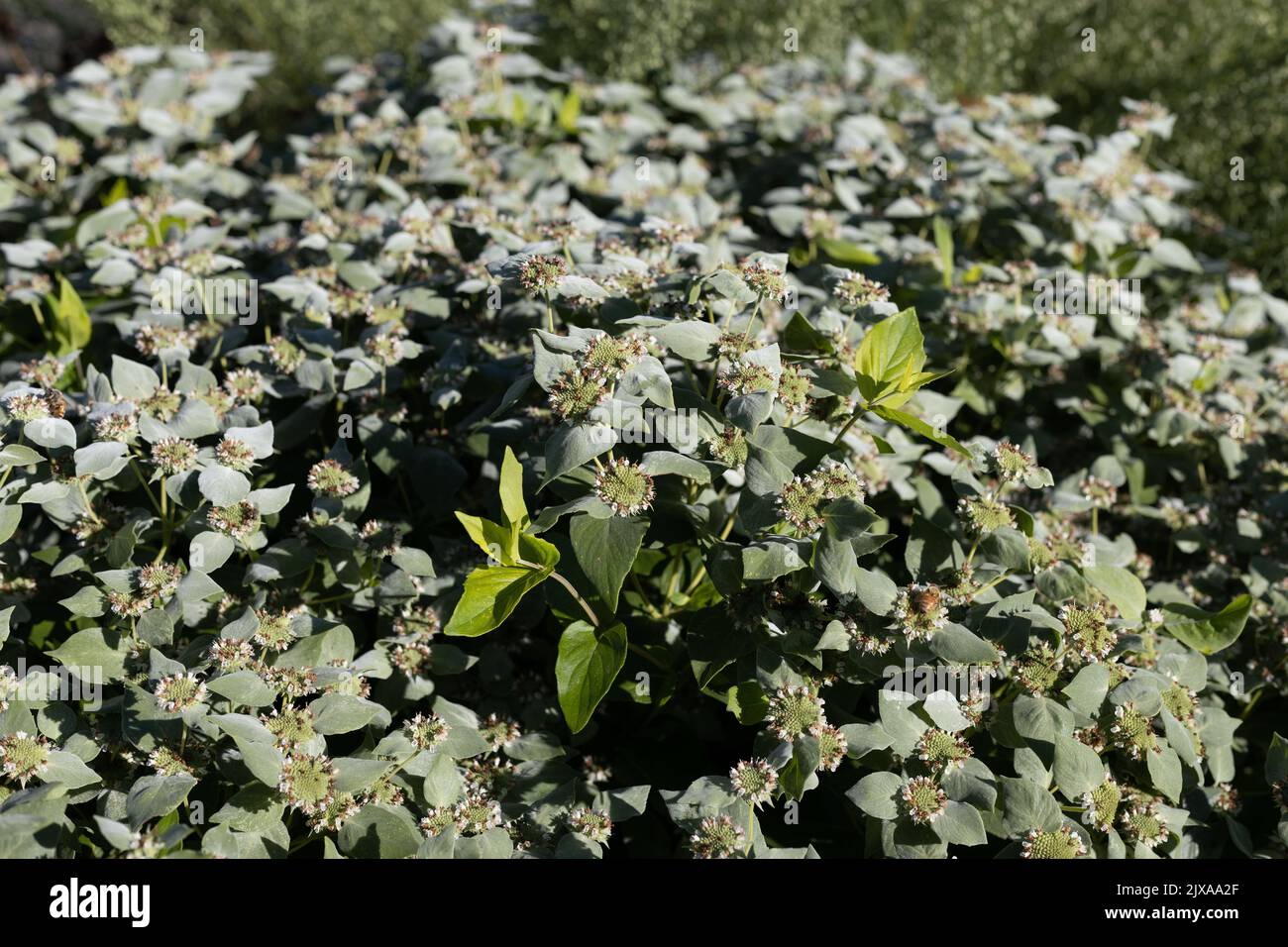 Pycnanthemum muticum - mountain mint. Stock Photo