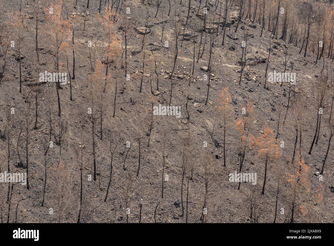 Tubs (Tines in catalan) and the Flequer valley after the 2022 Pont de Vilomara fire in the Sant Llorenç del Munt i l'Obac Natural Park Catalonia Spain Stock Photo