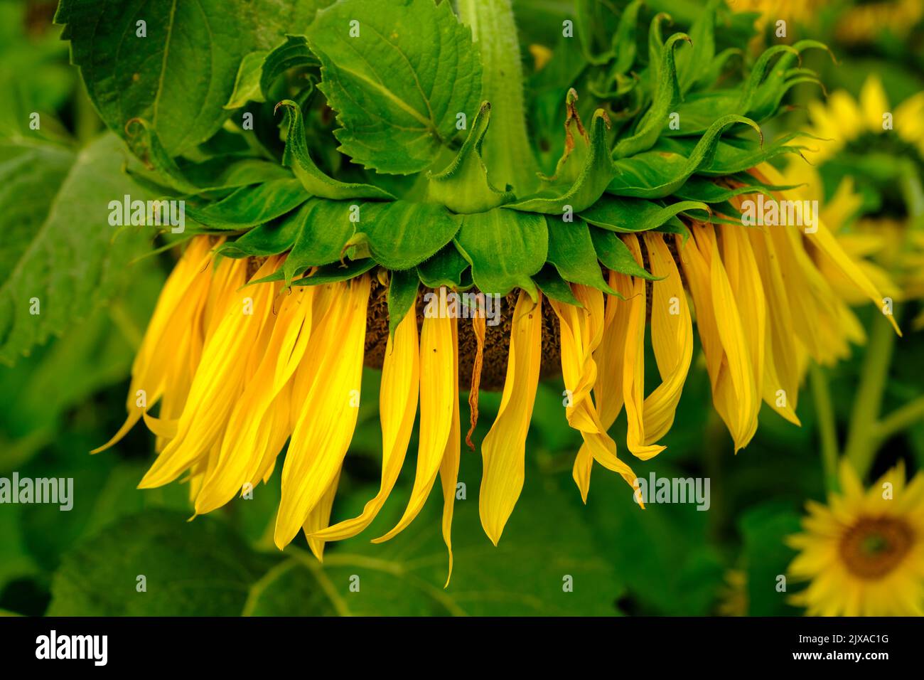 Drooping sunflower hires stock photography and images Alamy