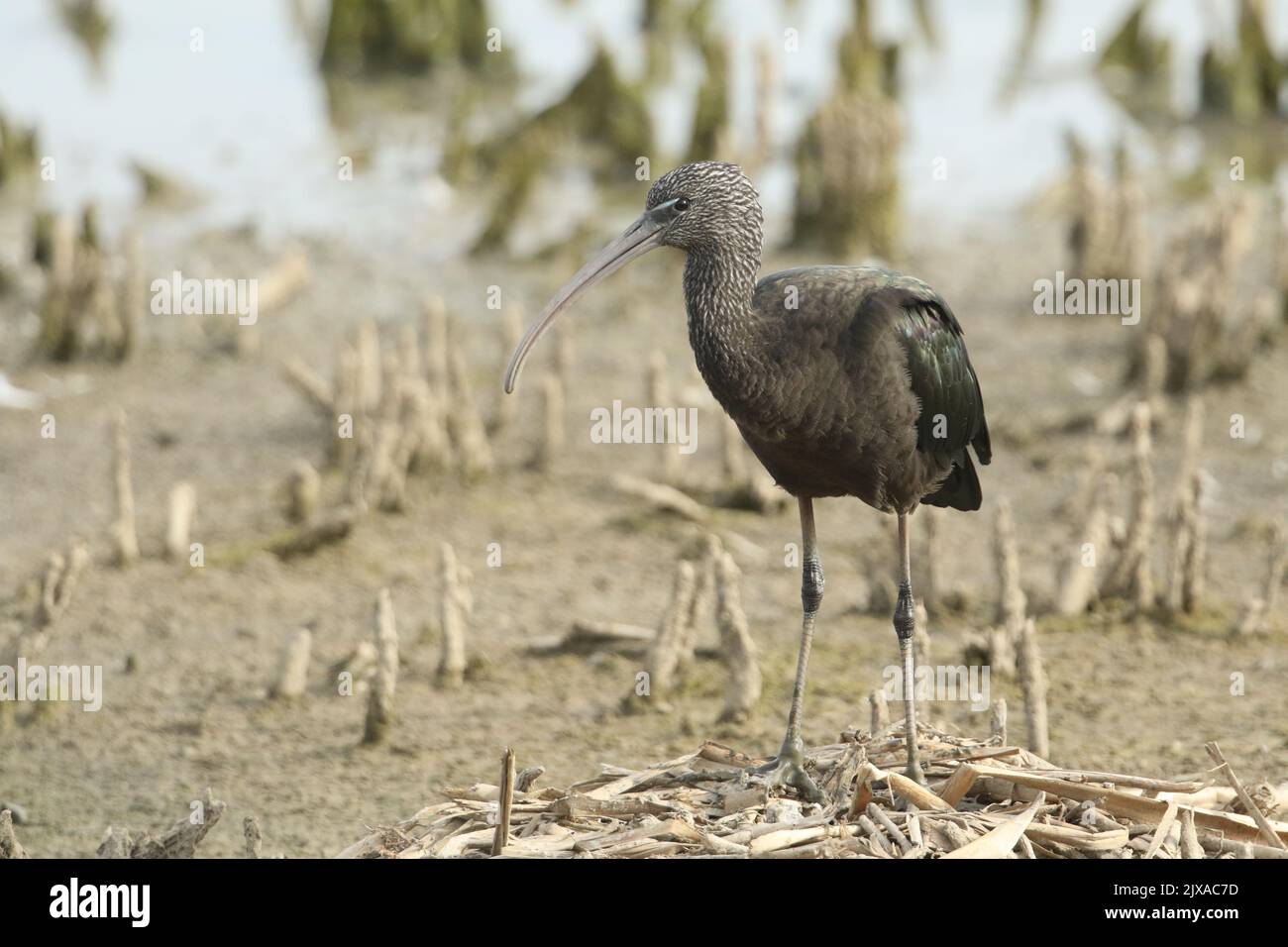 A rare Glossy Ibis, Plegadis falcinellus, standing on an old bird's nest on an island in a lake. Stock Photo