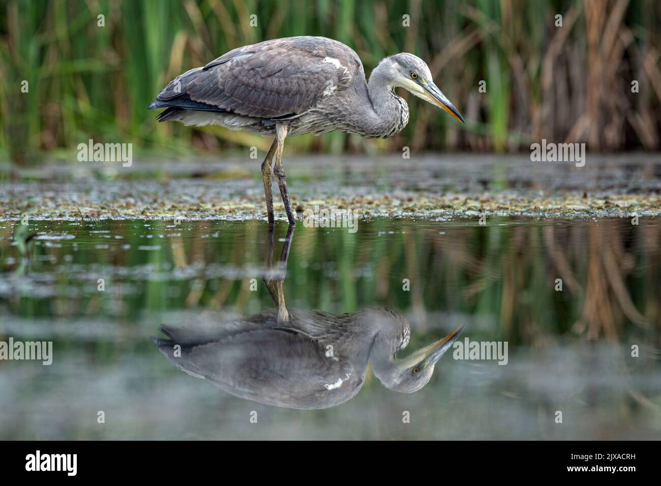 Reflected in the still water, a grey heron, Ardea cinerea, is captured while it is fishing Stock Photo