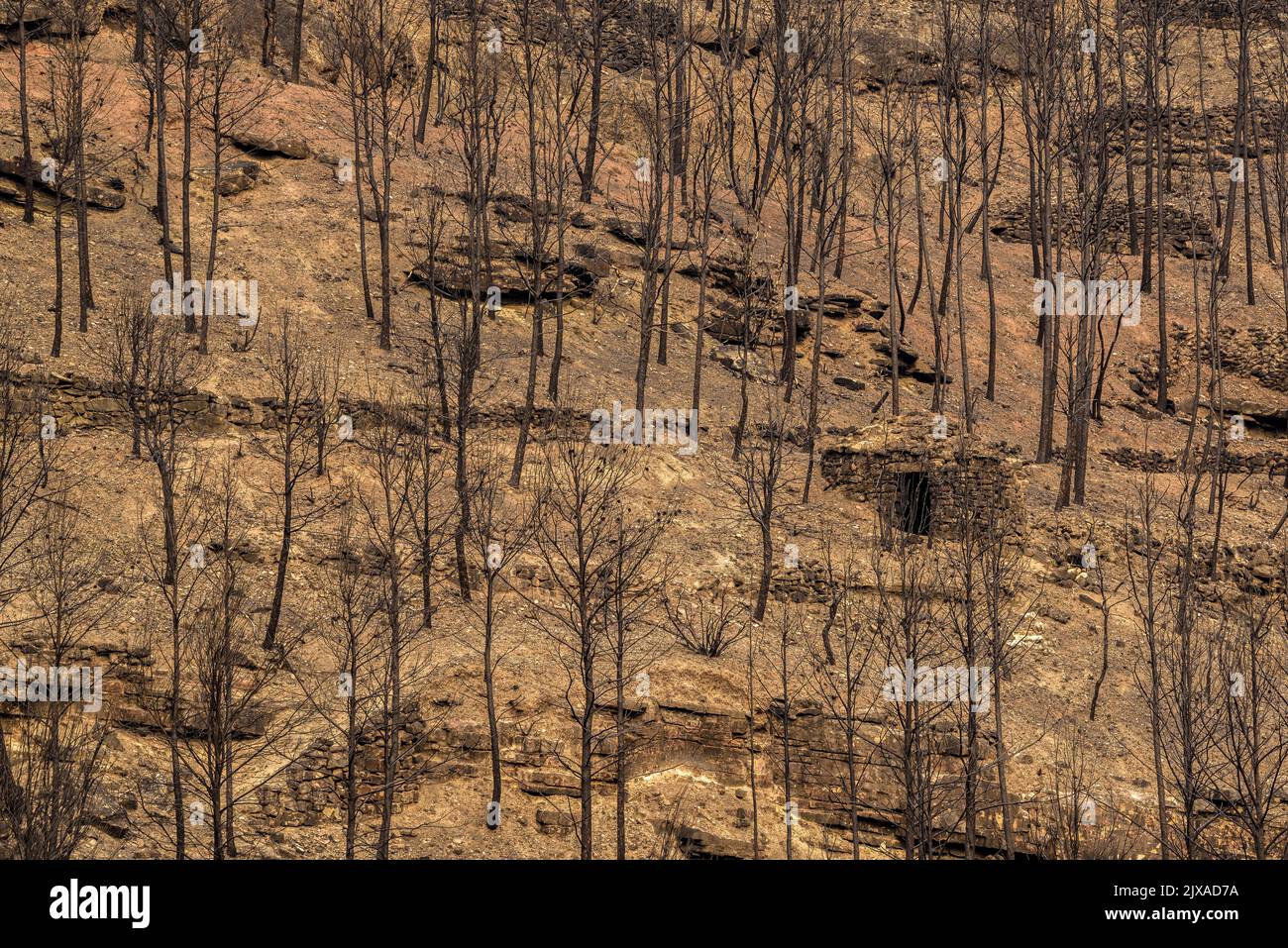 Tubs (Tines in catalan) and the Flequer valley after the 2022 Pont de Vilomara fire in the Sant Llorenç del Munt i l'Obac Natural Park Catalonia Spain Stock Photo