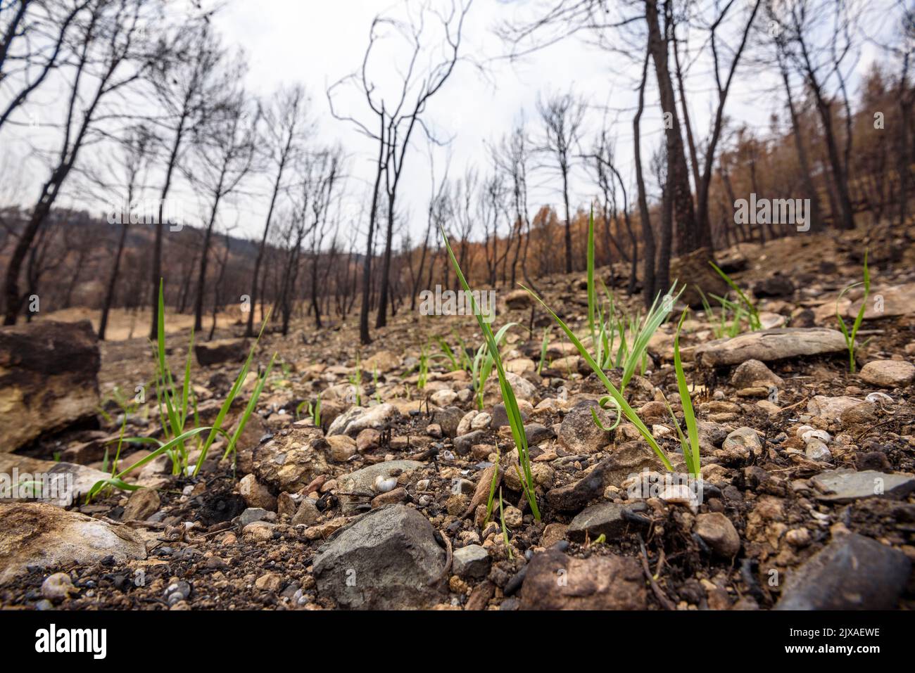 Tubs (Tines in catalan) and the Flequer valley after the 2022 Pont de Vilomara fire in the Sant Llorenç del Munt i l'Obac Natural Park Catalonia Spain Stock Photo