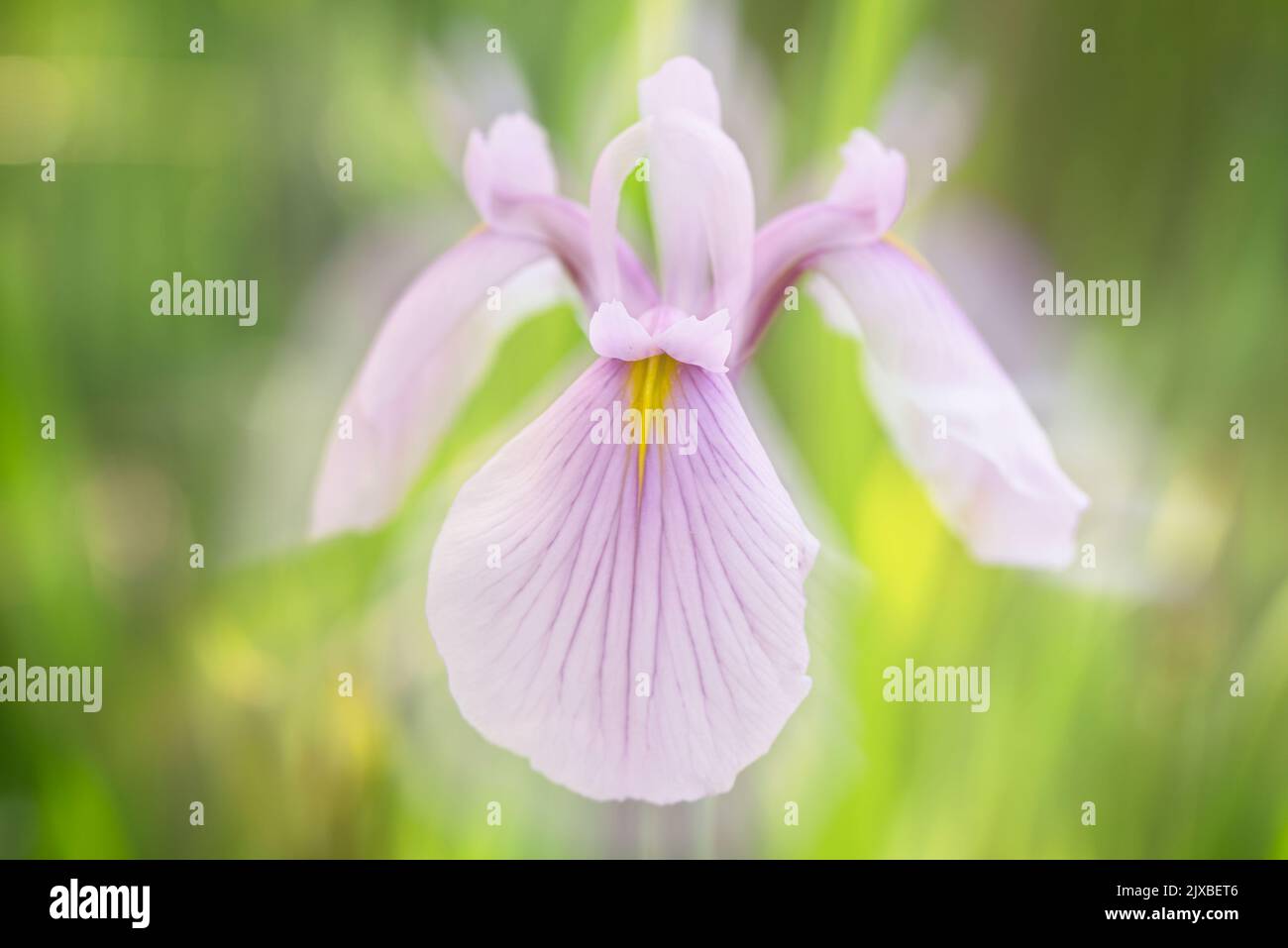 Dreamy pink Siberian Iris flower 'Pink Haze' macro on blurred background. Flower petals are light pink purple with white and yellow markings. Stock Photo