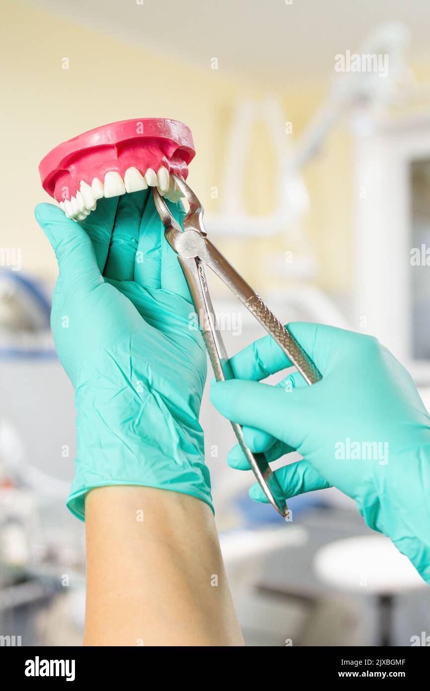 Dentist with the layout of human jaw is showing how to extract a sick ...