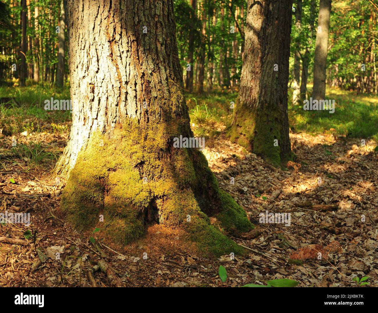 Lichens on oak tree bark hi-res stock photography and images - Alamy