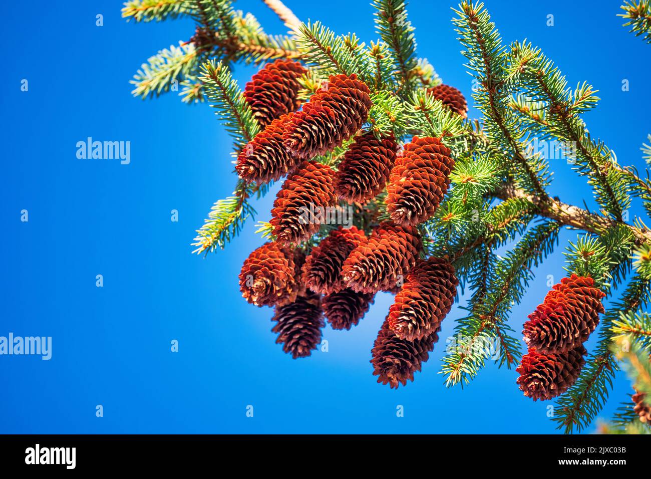 Fir cones on the Christmas tree. Against the background of the blue sky. Close-up, selective focus. Stock Photo