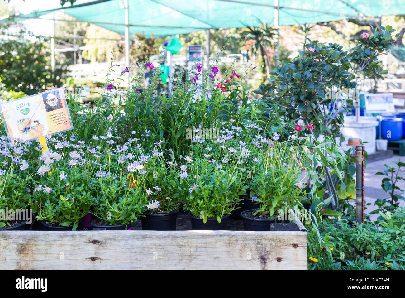 flowers in pots to attract bees for pollination in gardens for sale at a nursery or garden centre concept insect pollination,gardening or horticulture Stock Photo