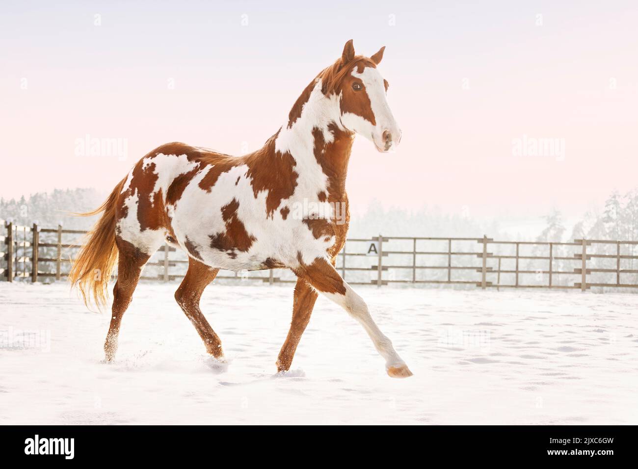 American Paint Horse. Mare (Overo) trotting on a snowy pasture Germany. Stock Photo