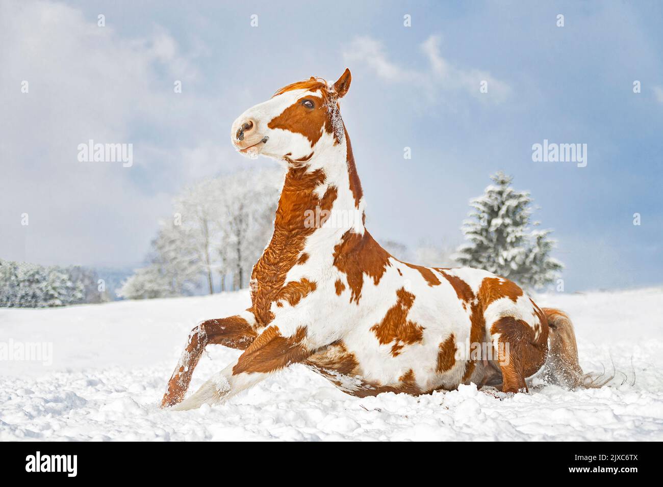 American Paint Horse. Mare (Overo) standing up after rolling in snow. Germany Stock Photo Alamy