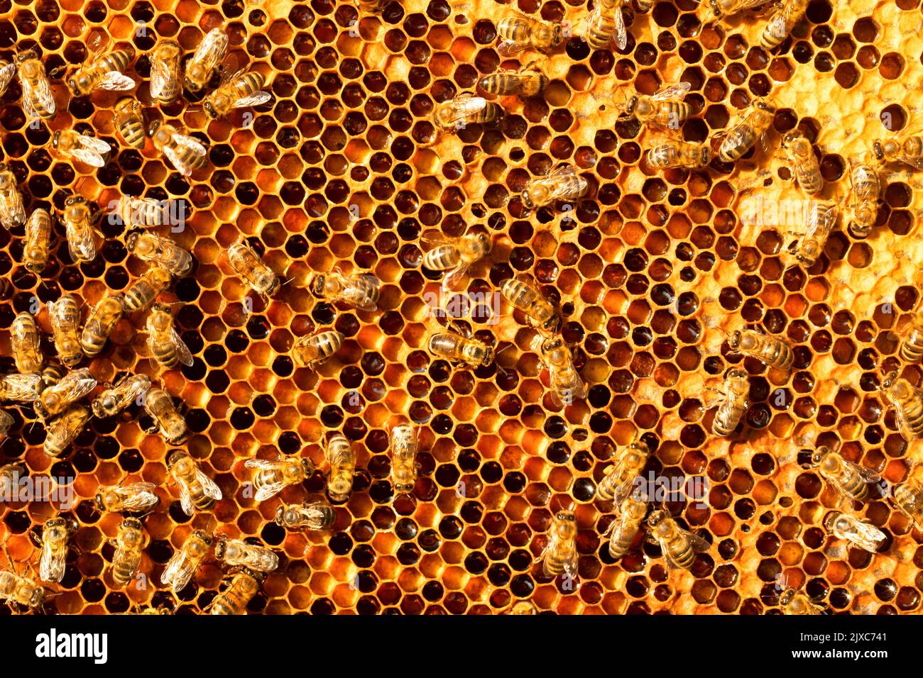 Honey bees on honey pollen frames. Close-up. Abstract natural ...