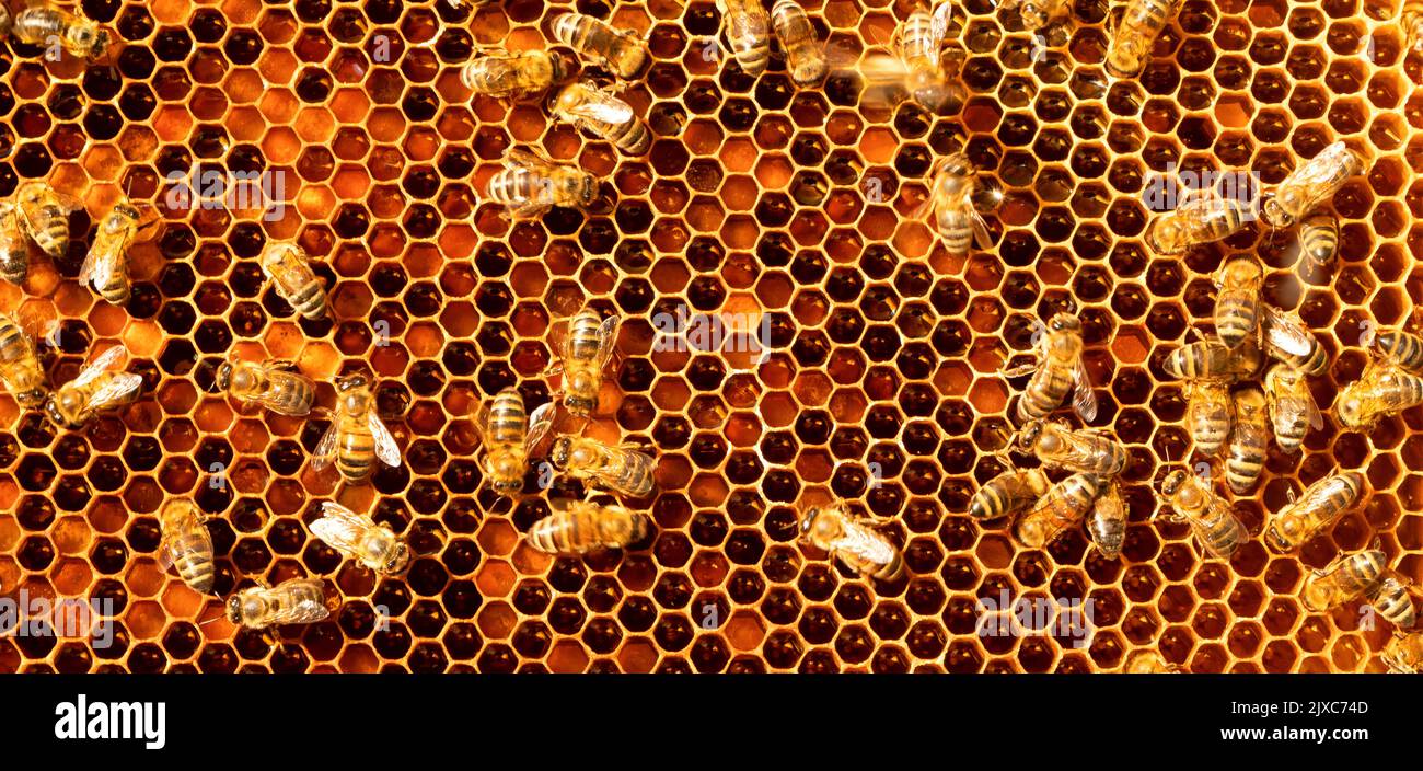 Honey bees on honey pollen frames. Close-up. Abstract natural ...