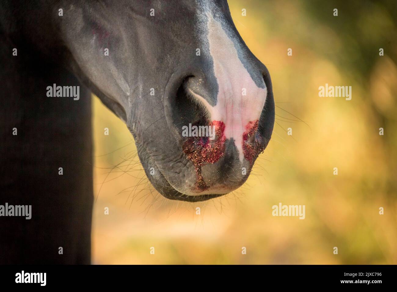 A horse with nosebleed Stock Photo