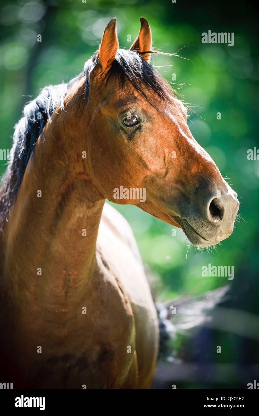 Kabarda Horse. Portrait of bay stallion. Germany Stock Photo