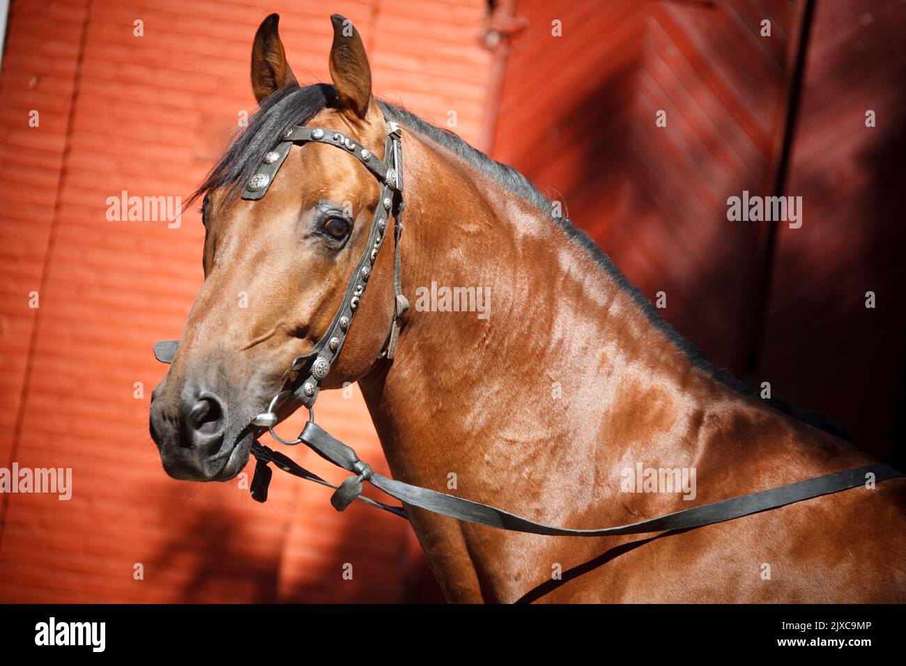 Kabarda Horse. Portrait of bay stallion with tack, seen against a red background Germany Stock Photo