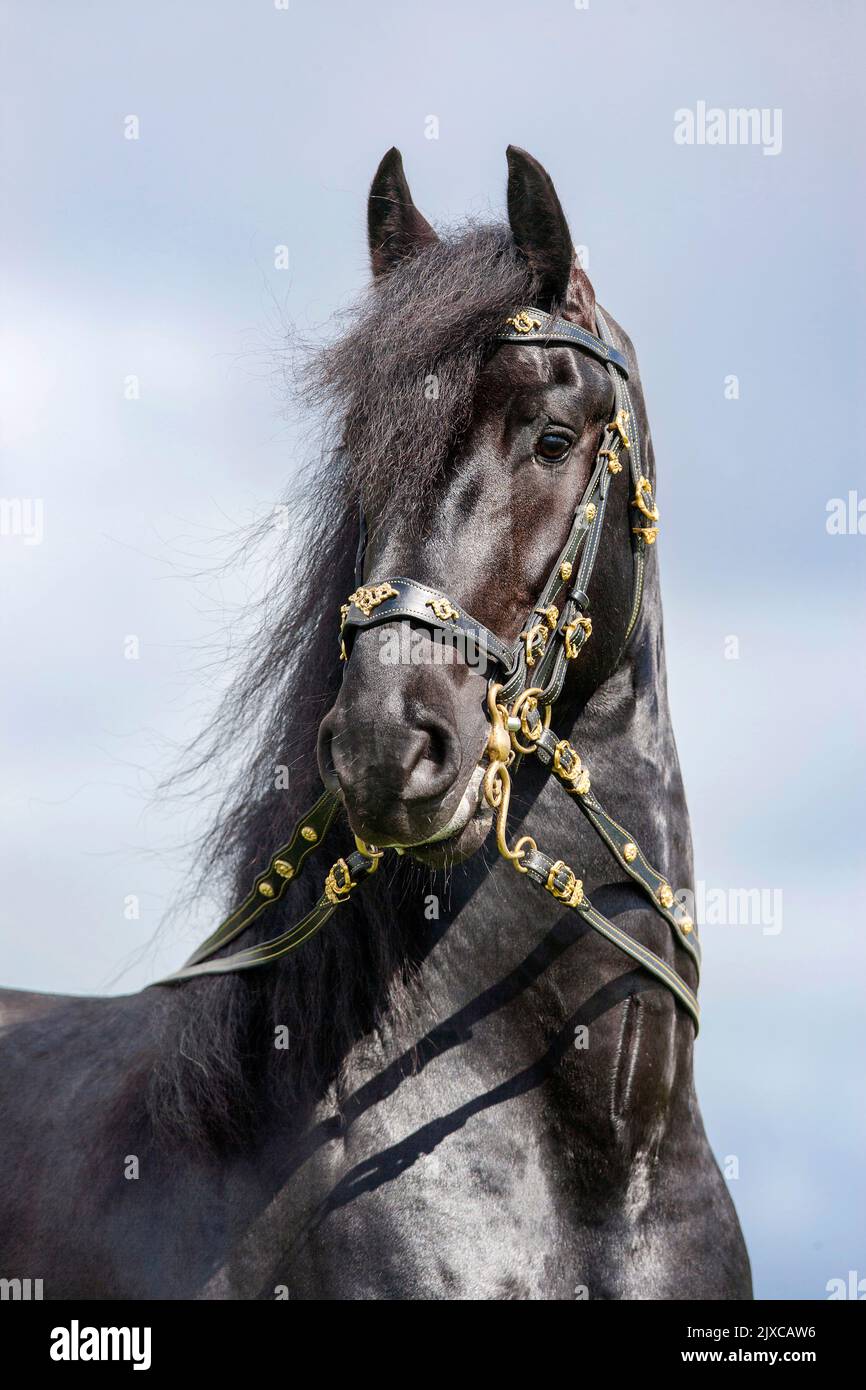 Friesian horse. Portrait of black stallion with tack. Germany Stock Photo