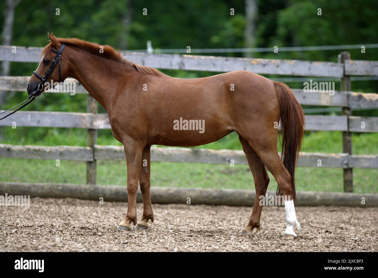 British Riding Pony. Chestnut adult standing, seen side-on. Switzerland. Stock Photo