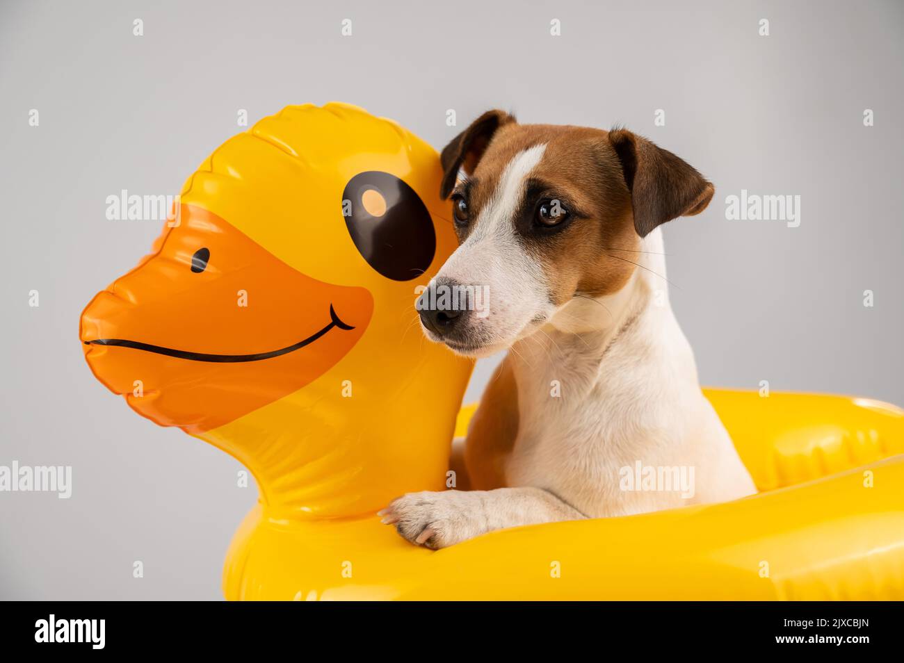 Dog jack russell terrier in an inflatable circle duck on a white background Stock Photo Alamy
