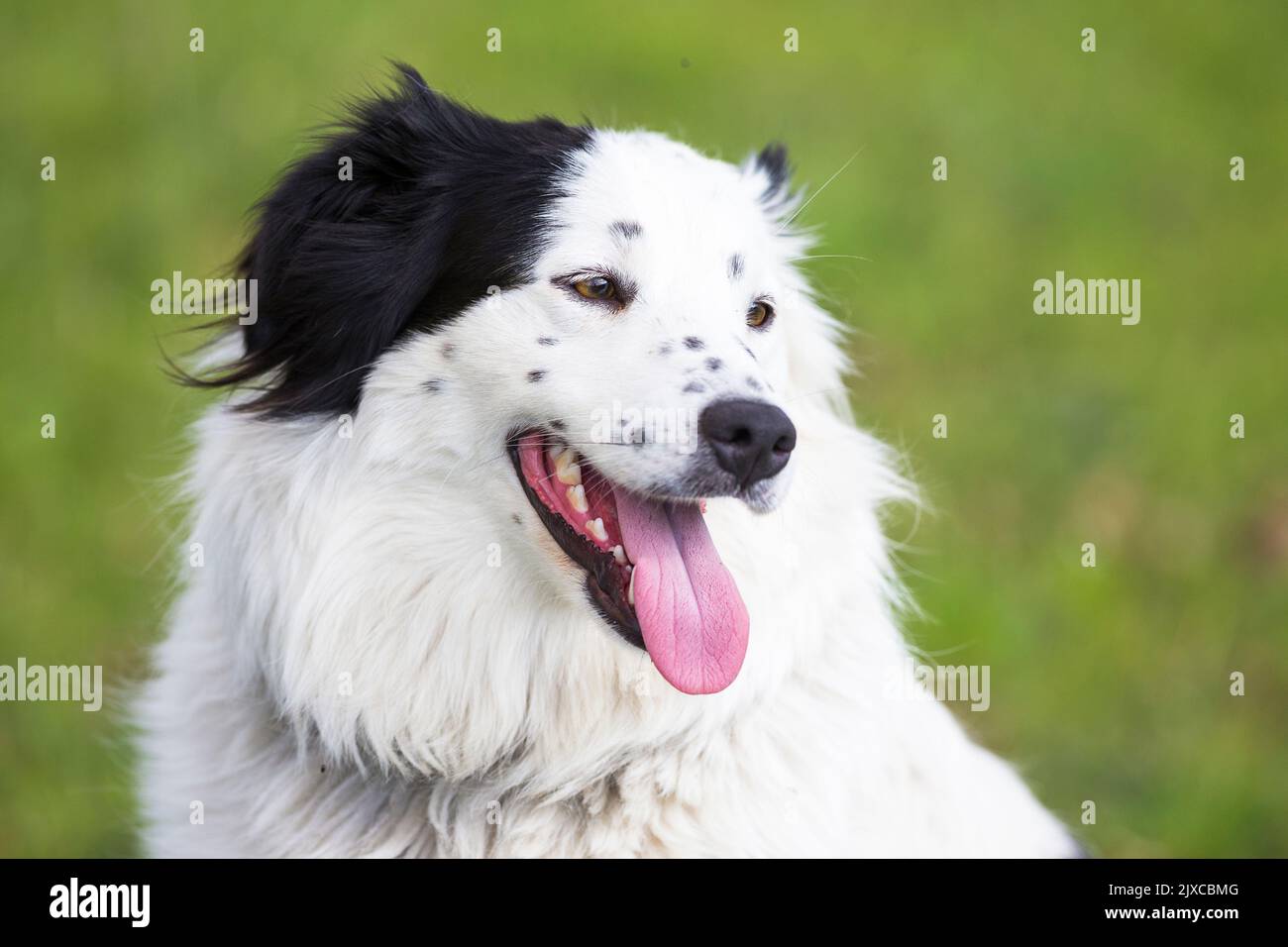 Australian Shepherd. Portrait of adult dog Stock Photo