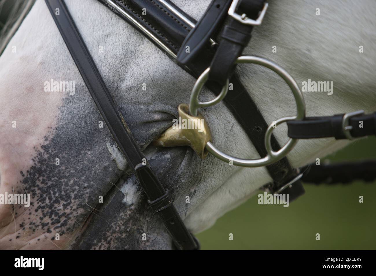 Domestic horse. Gray adult wearing  gag snaffle Stock Photo