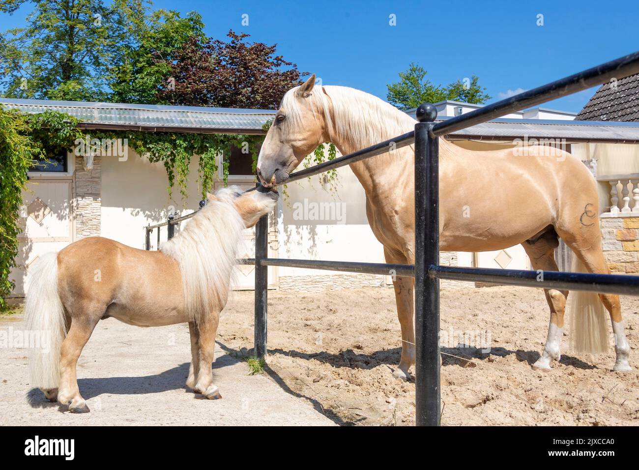 The palomino colored stallion Indigo sniffs a Lusitano of the same color in a paddock. Germany Stock Photo